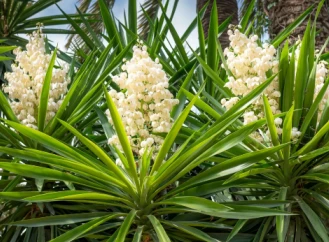 YUCCA-EXTRAKT FÖR VÄXTER