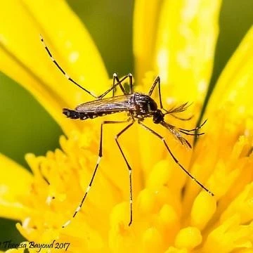 Pyrethrum pulverspray och insektsmedel