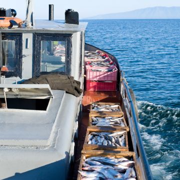 Rotenone Fish Killer-applikation inom fiske