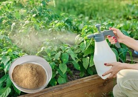 Allicin powder supplier Allicin powder supplier