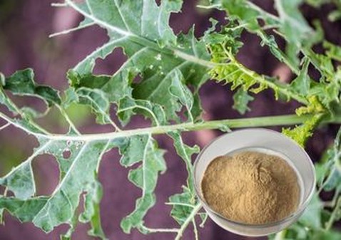 Allicin powder supplier Allicin powder supplier